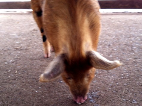 WFAS curly eating snow